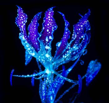 Alien Flower - (black light w/ long exposure & florescent paint) - Imgur