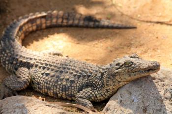 Aligator Photography Contest Pictures - Image Page 1 - Pxleyes.com