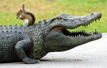 Florida Wildlife: "Unlikely Duo" Squirrel & Alligator | Orlando ...