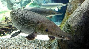Alligator Gar Not Effective Weapon Against Asian Carp, Says ...