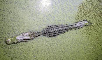 Alligator in the River