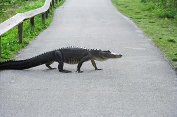 Alligator on the Road