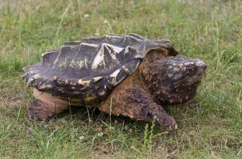 Is the Increasingly Rare Alligator Snapping Turtle Next on ...