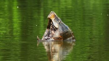 Alligator Snapping Turtle Patrol - National Geographic Channel