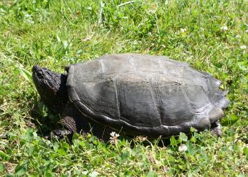 Invasive Alligator Snapping Turtle Removed from Prineville Reservoir