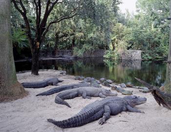 Alligators of the Lake