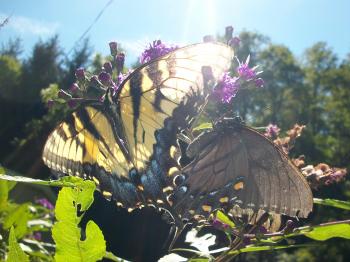 Alluring Butterflies