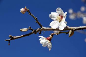 A picnic under the Almond tree | Middle East Moments