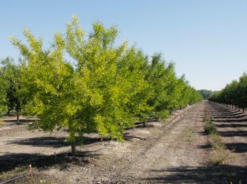 Yellow Trees and Saturated Soils - The Almond Doctor