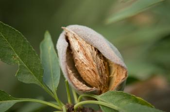 Almonds on the Tree