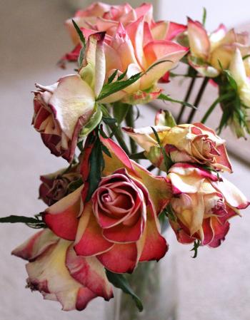 The unfading beauty… | Life begins......