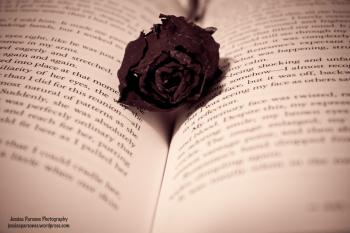 Dead Rose | Jessica Parsons's Blog