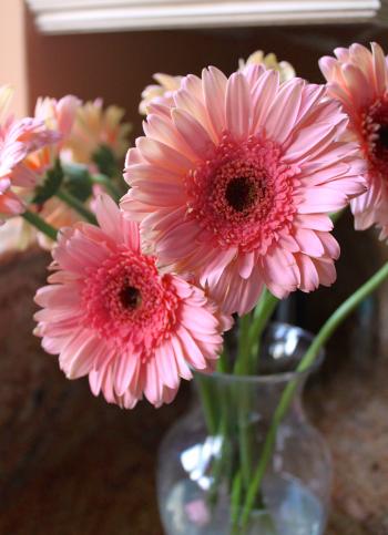 How to Revive Gerbera Daisies - Christina's Cucina