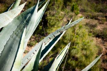 Aloe vera cactus plant