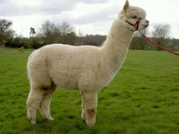 This is why Peru celebrates National Alpaca Day | News | ANDINA ...
