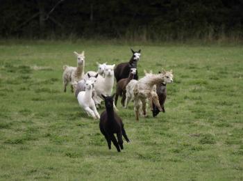 New field - new racetrack! - Spring Farm Alpacas