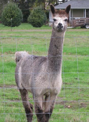 Alpaca Roving