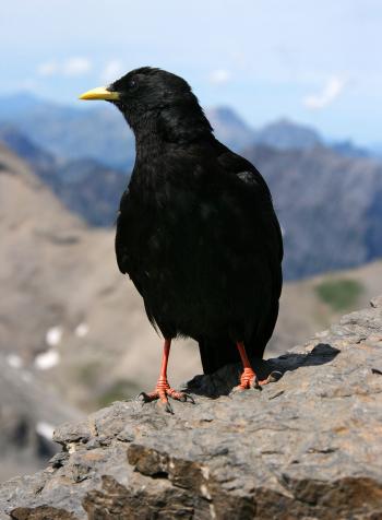 Alpine chough - Wikipedia