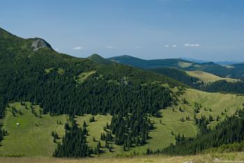 Alpine Forests
