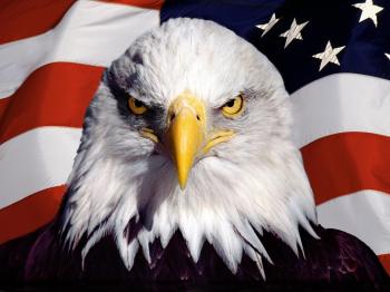 Images For > Eagle With American Flag | For America! | Pinterest ...