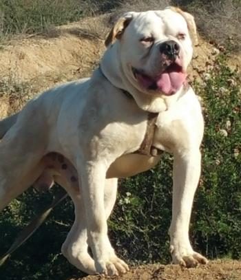 American Bulldog - Albino Stud