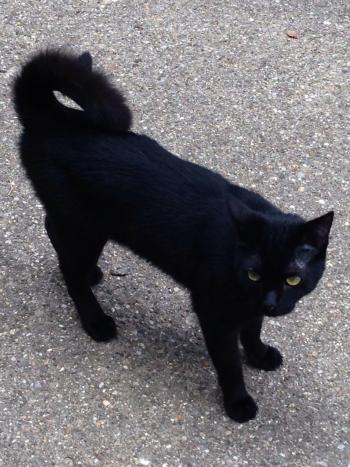 American Ringtail Cat - PoC