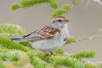 American Tree Sparrow | Audubon Field Guide