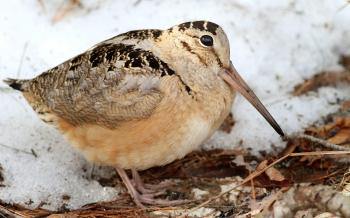 American Woodcock | Audubon Field Guide