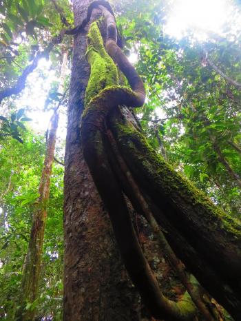 Searching for Anacondas and dolphins in the Ecuadorian Amazon [Day ...