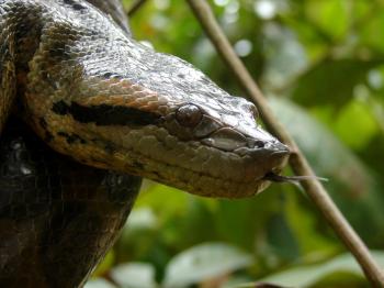 Anaconda in Tree