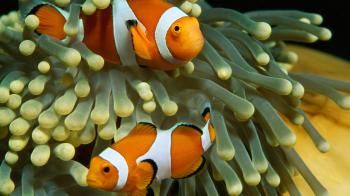 Clown Anemonefish