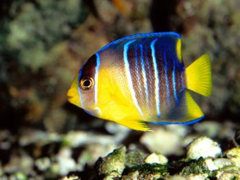 Angelfish Care - Breeding,Feeding,Diseases Etc...