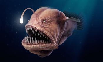Angler Fish - 3D model by Thomas Veyrat - Sketchfab