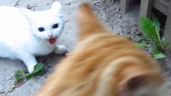 White cat very angry - YouTube