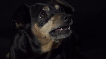 SLOW MOTION: Angry dog growling Stock Video Footage - Videoblocks