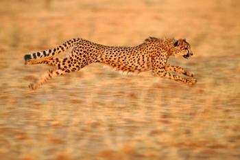 Now Scientists Can Accurately Guess The Speed Of Any Animal