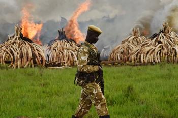 Endangered Species: How Much Hunting Hurts Animals | Time
