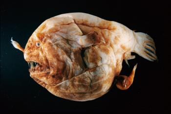 Sneaky Animal Sex—Are They or Aren't They?