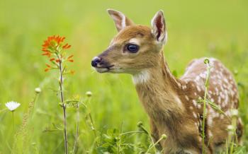2560x1600px Animal 331.16 KB #180260