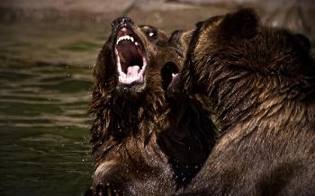 Animal Fight Night - Nat Geo WILD