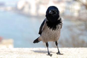 Smartest Animals: 12 Species That Are Truly Genius | Reader's Digest