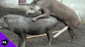 5 Weirder Animal Penises : 5 Weird Animal Facts : AnimalBytesTV ...