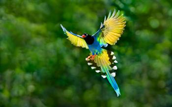 49691 Animal HD Wallpapers | Background Images - Wallpaper Abyss