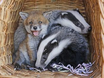 Abandoned fox cub adopted by orphaned baby badgers at animal ...