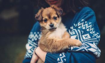 Kokomo Animal Hospital | Kokomo Veterinarian