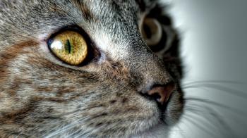 Animal Close Up HD #6848541