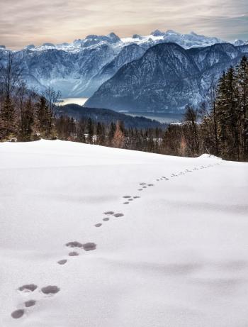 Animal Foot Prints on Snow Near Mountain at Daytime