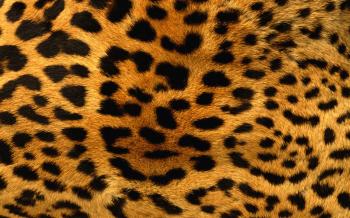 Animal fur texture Series III 9864 - Animal Collection - Animals
