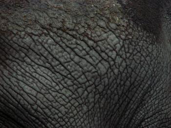 Real Animal Skin Textures in High Definition