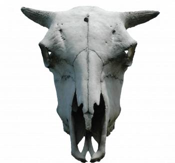 animal skull png cut out by subliminal2012 on DeviantArt